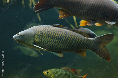 Принти на полотні Wild common carp (Cyprinus carpio)