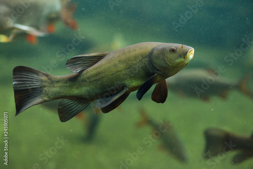 Tench (Tinca tinca)