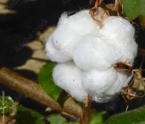 Fototapeta Naklejka Na Ścianę i Meble -  Ripe cotton seed pods on the cotton plant