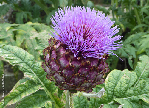 Fototapeta Artichoke, The flowers develop in a large head from an edible bud, the individua