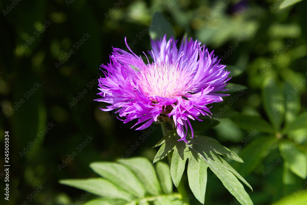 purple pink Stokes Aster Stokesia laevis flower in bloom in early spring