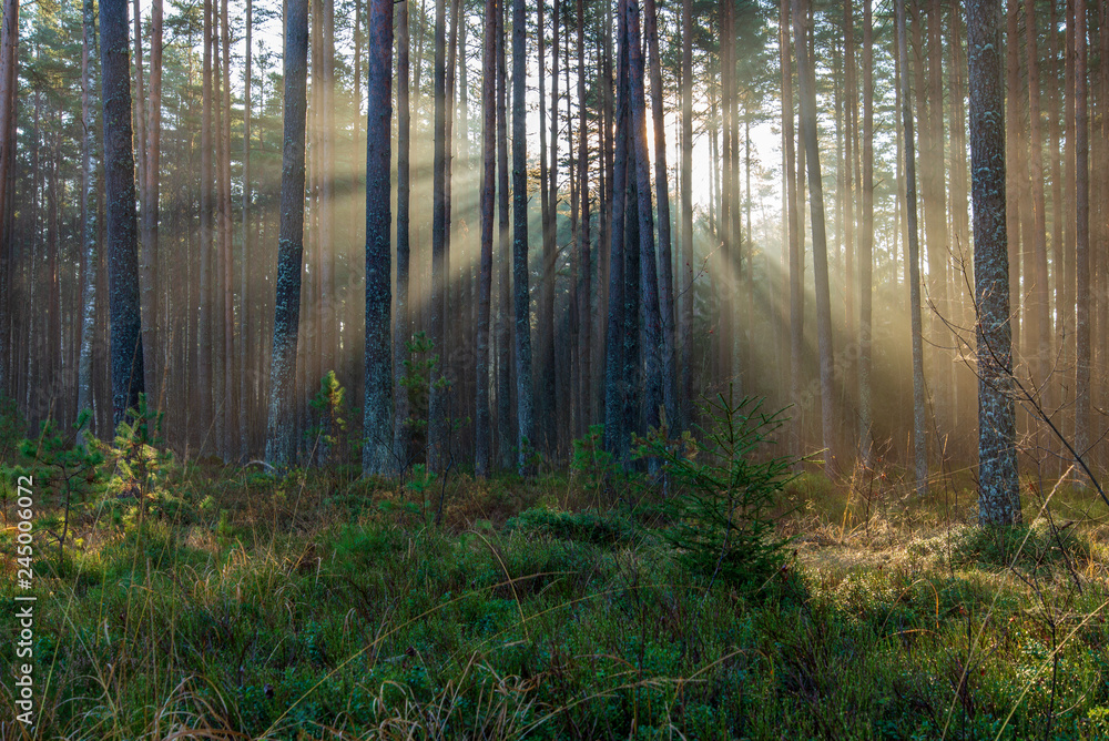 natural sun light rays shining through tree branches in summer morning natural sun light rays shining through tree branches in summer morning