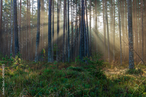 natural sun light rays shining through tree branches in summer morning