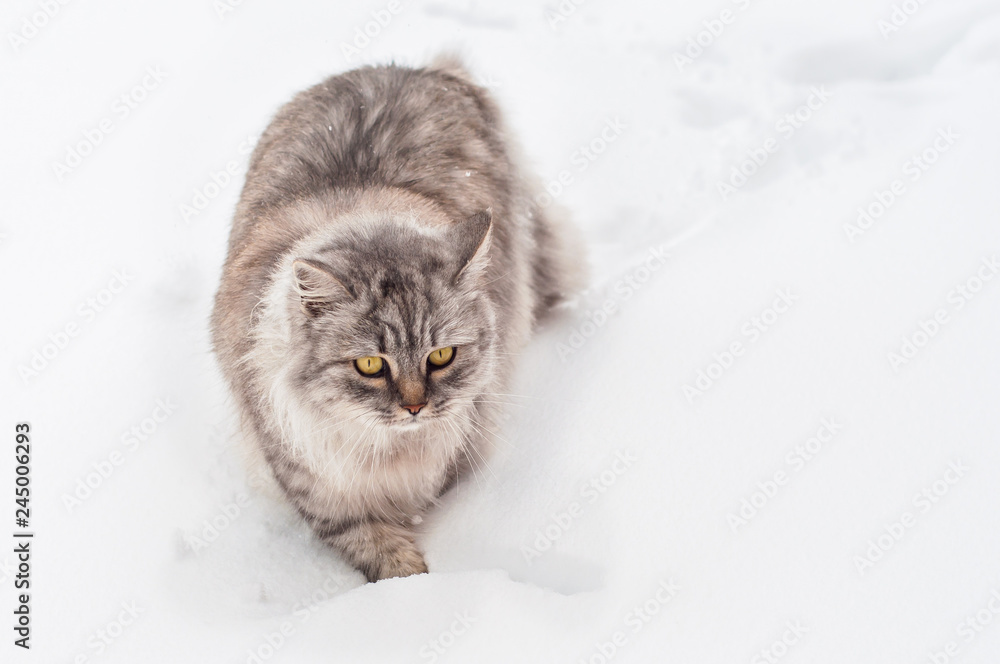 A gray fluffy cat sneaks in search of prey through the snow on a street in winter.