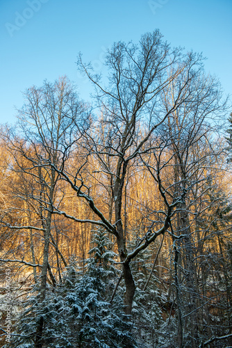 sun rising in heavy snow covered forest