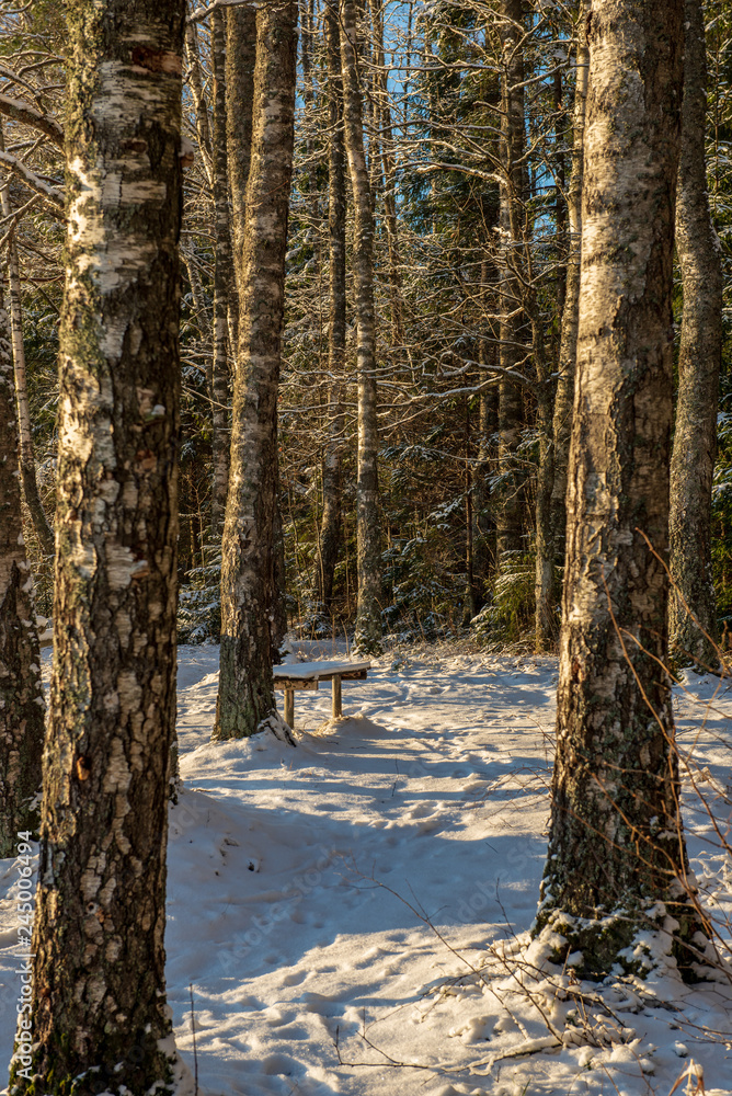 Fototapeta premium sun rising in heavy snow covered forest