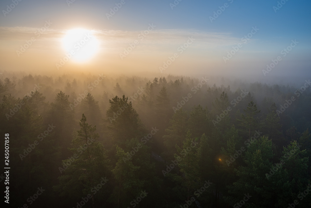 sun rising in mist covered forest sun rising in mist covered forest