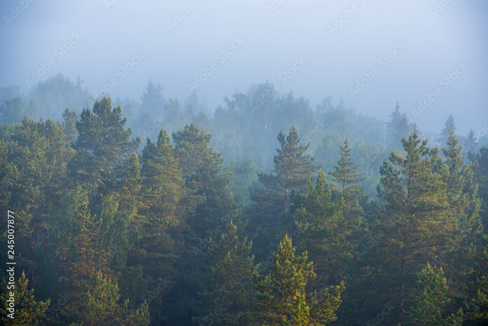 sun rising in mist covered forest sun rising in mist covered forest