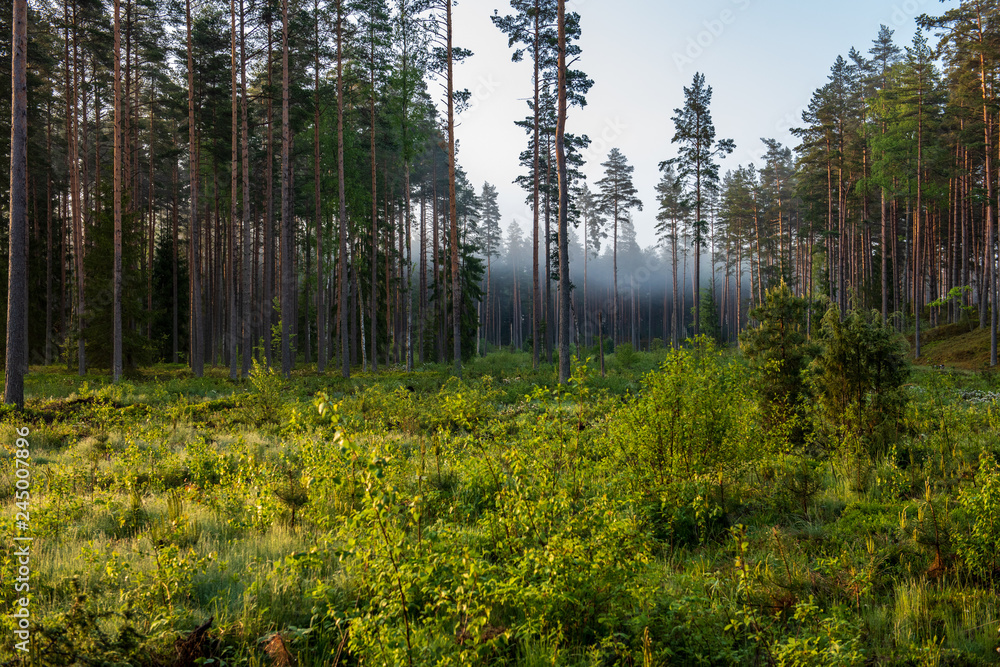 Fototapeta premium sun rising in mist covered forest