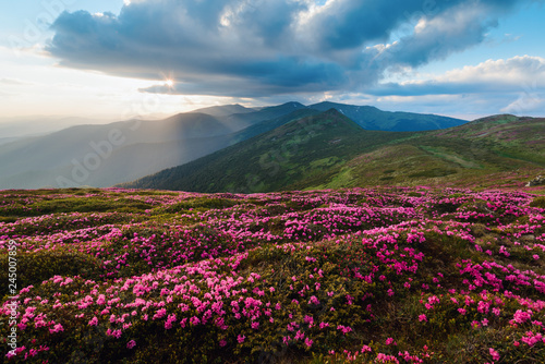 Magic pink rhododendron flowers on summer mountain. Dramatic sky and colorful sunset. Chornohora ridge  Carpathians  Ukraine  Europe.