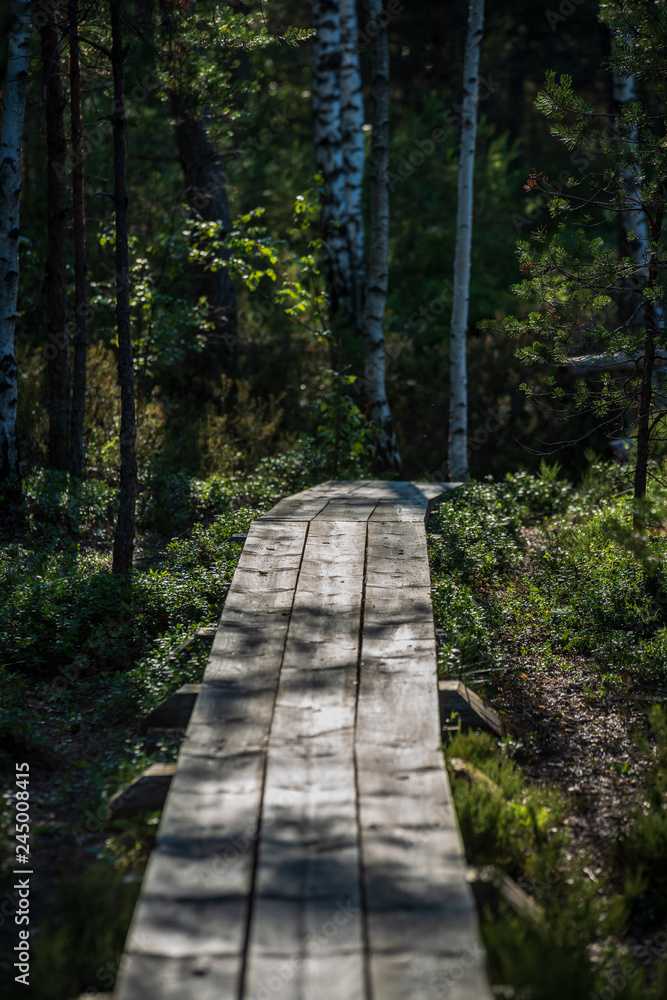 wavy wooden foothpath in swamp forest tourist trail