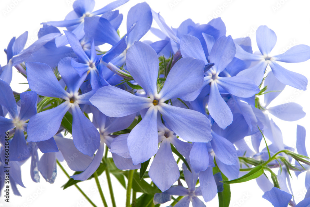 periwinkle flower isolated