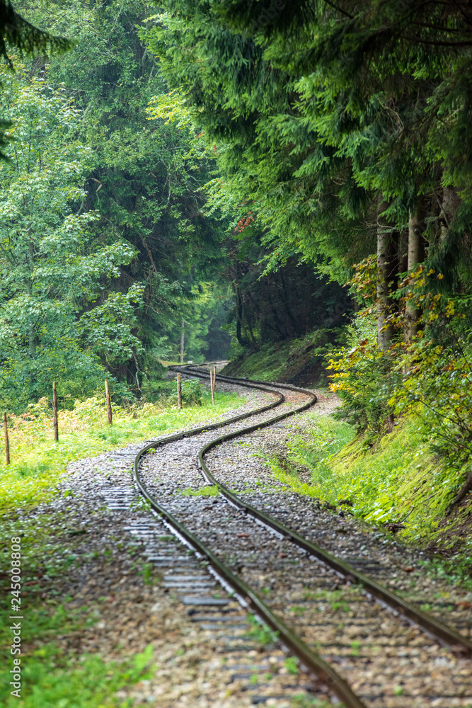 Obraz premium wavy log railway tracks in wet green forest with fresh meadows