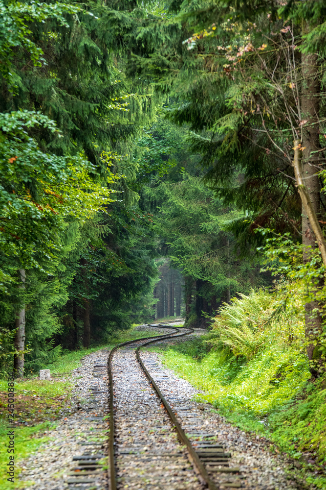 wavy log railway tracks in wet green forest with fresh meadows wavy log railway tracks in wet green forest with fresh meadows