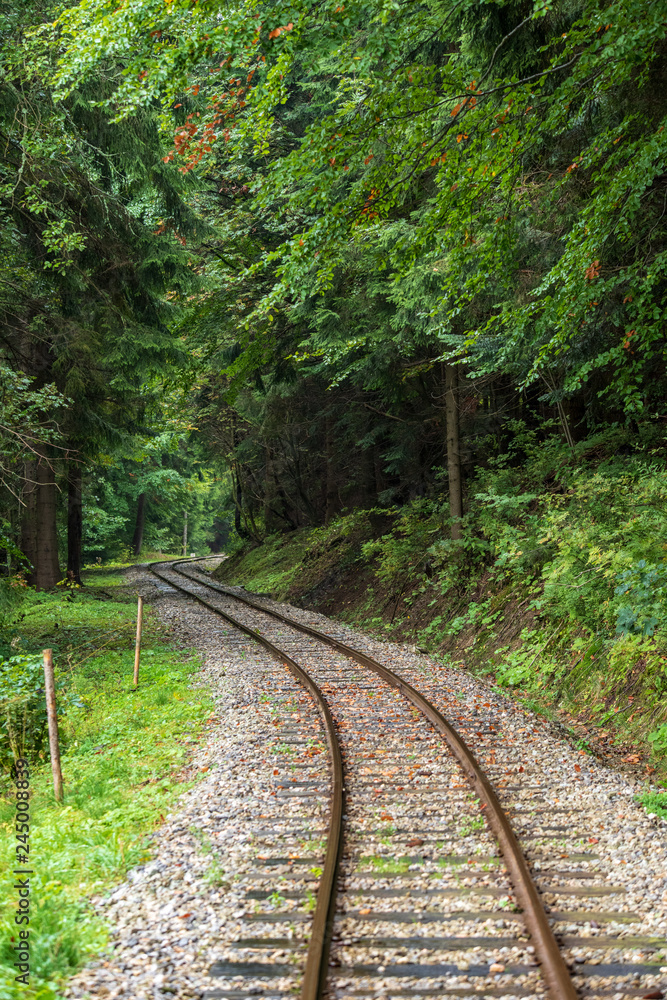 wavy log railway tracks in wet green forest with fresh meadows