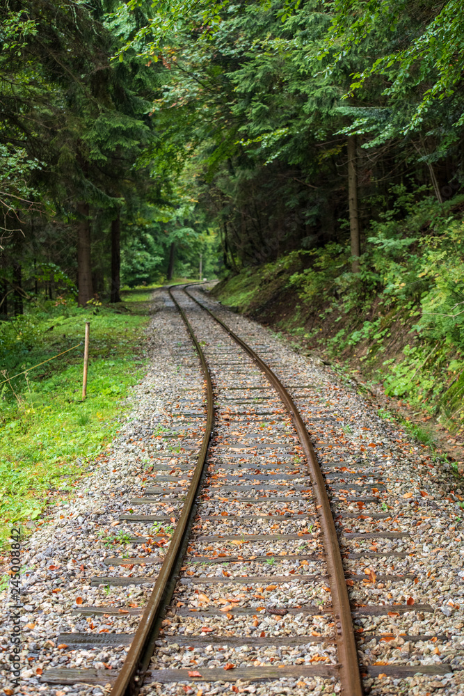 wavy log railway tracks in wet green forest with fresh meadows wavy log railway tracks in wet green forest with fresh meadows