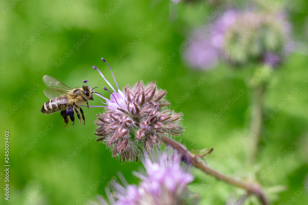 Delightful bee, sitting on a beautiful purple flower. The collection of honey in the summer. Bee on meadow flowers, collects nectar. Summer honey harvest. Delightful bee, sitting on a beautiful purple flower. The collection of honey in the summer. Bee on meadow flowers, collects nectar. Summer honey harvest.