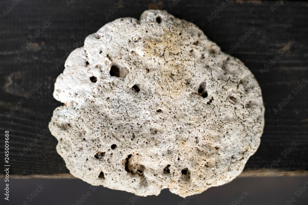 Porous stone shell rock, lies on a dark surface. Interior decoration. Porous stone shell rock, lies on a dark surface. Interior decoration.