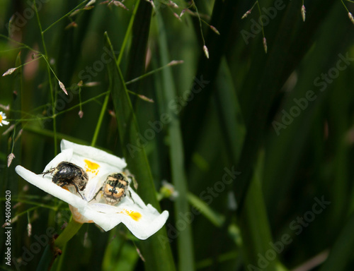 Fototapeta Naklejka Na Ścianę i Meble -  Pair of insects on white flower in the middle of the forest in Mexico City