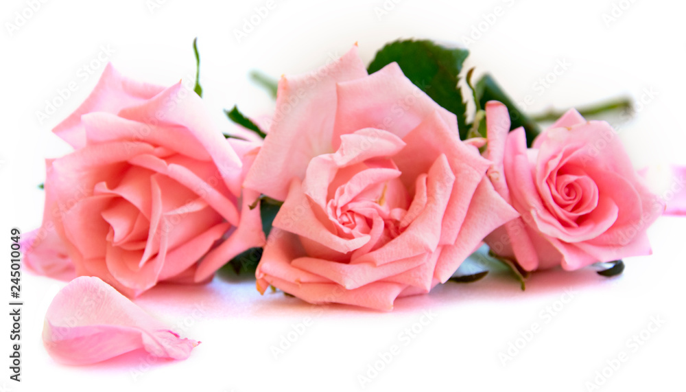 Fototapeta premium isolated light pink rose flower and petals laying on white
