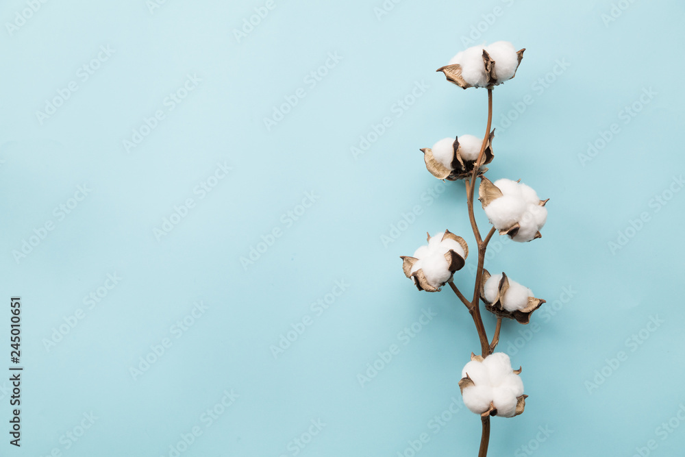 Cotton flower on pastel pale blue paper background, overhead. Minimalism flat lay composition for bloggers, artists, social media, magazines. Copyspace, horizontal - obrazy, fototapety, plakaty 