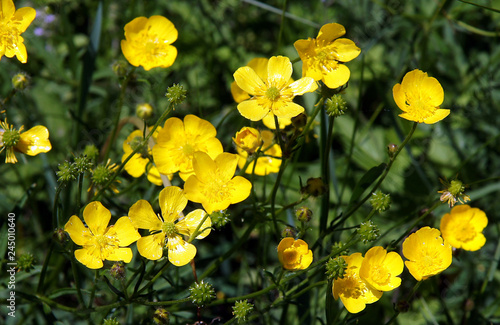 Ranunculus acris is a flowering plant photo