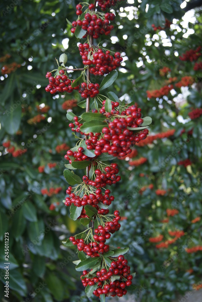 PLANTE ROUGE PLANTE ROUGE