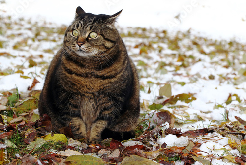 Eine kleine dicke Katze sitzt mit einem lustigen Blick im Laub und Schnee 