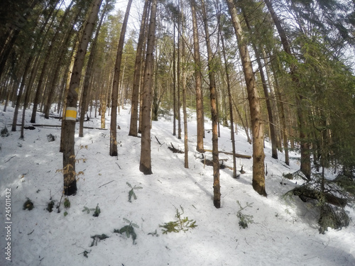 Winter forest with pine trees and fir trees. Snow. Snow-covered trees. Ukrainian Carpathian Mountains.