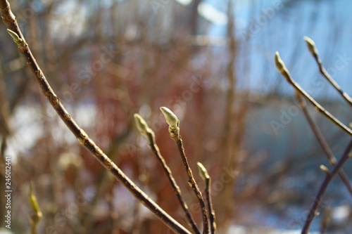 Magnolia buds  in my organic garden