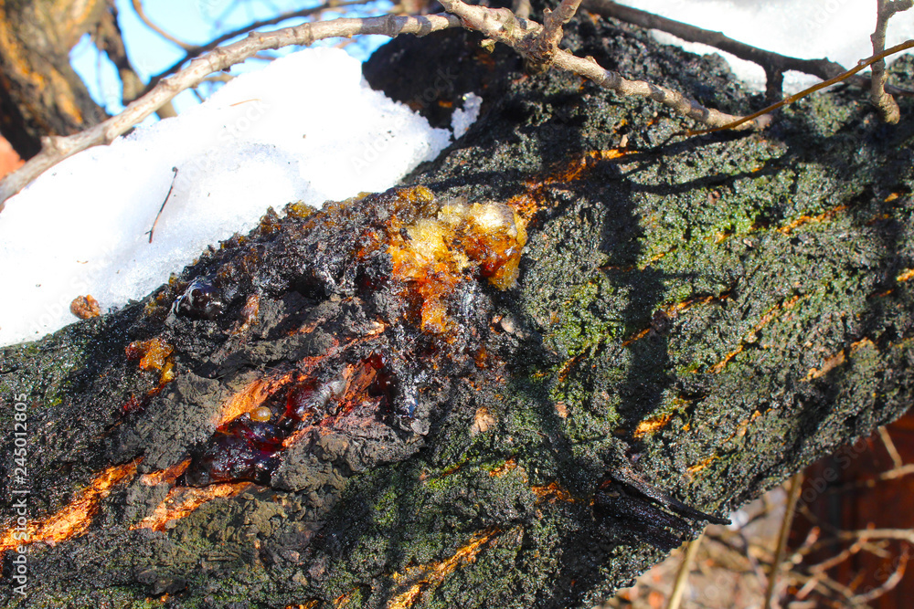 Resin on apricot tree in my organic garden Resin on apricot tree in my organic garden