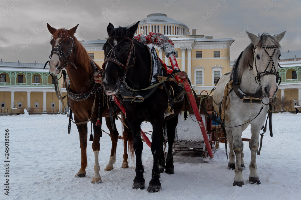 the Russian Troika of horses goes on the snow road in winter day