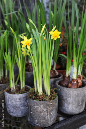 Fototapeta Naklejka Na Ścianę i Meble -  Potted daffodils, narcissus flowers blooming in the garden shop.