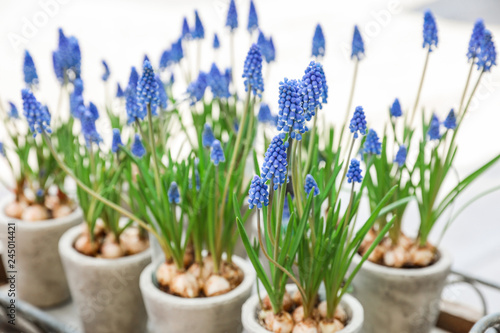 Fototapeta Naklejka Na Ścianę i Meble -  Potted Muscari or grape hyacinth plant in the flowers bar.