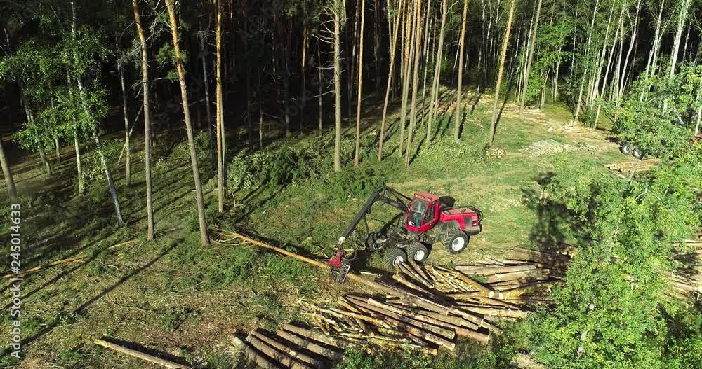 custom made wallpaper toronto digitalForest cutting. Deforestation. Many fallen trees in a logging area. A Logging Equipment on the background of fallen trees. Forest Industry. The forestry industry. From above. Top view.