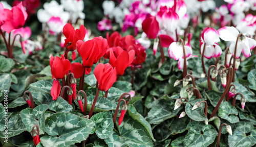 Fototapeta Naklejka Na Ścianę i Meble -  Variety of potted cyclamen persicum plants in the flowers bar.