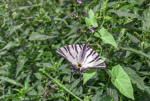 Scarce swallowtail butterfly (Iphiclides podalirius) in garden