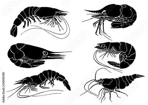 Graphical set of shrimps isolated on white background,vector sketchy illustration,sea-food