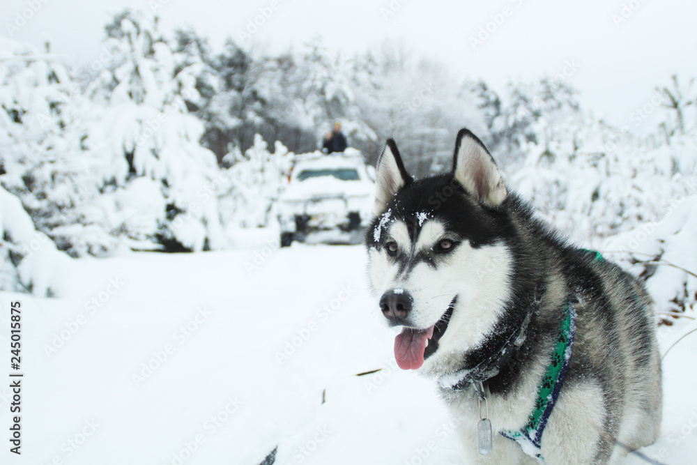 Husky dog runs in the mountains. Snowy summits. Walking the dog. Hiking. Wolf in the Carpathians. Black and white dog and snow