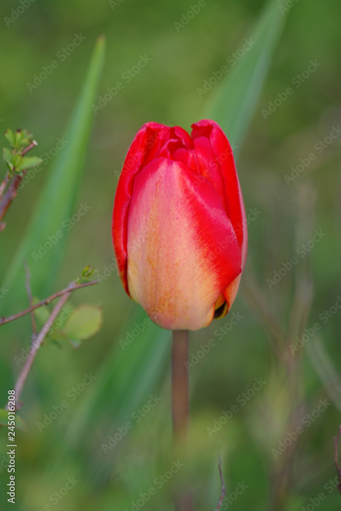 Spring red tulip in the park on a background of green grass Spring red tulip in the park on a background of green grass
