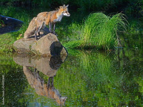 A young Red Fox plays around the water looking for food and drink.