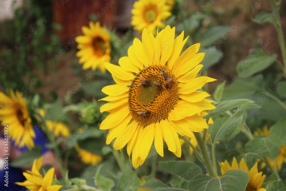 Sunflower with bees in my organic garden Sunflower with bees in my organic garden