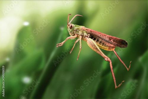 Grasshopper jump close up, insect macro 