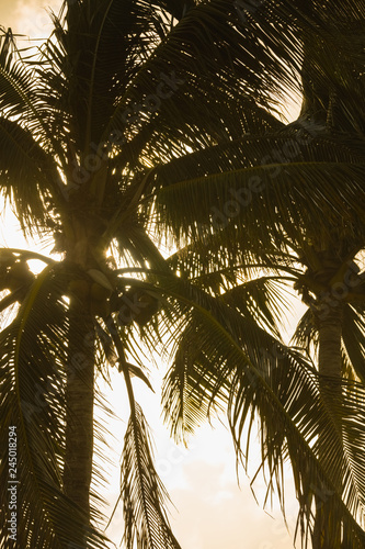 Fototapeta Naklejka Na Ścianę i Meble -  Stock image tropical palm trees