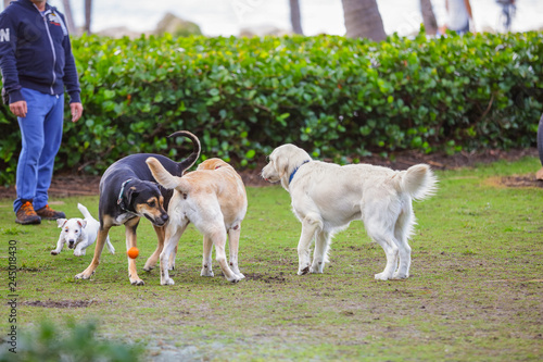 South POinte Park Miami Beach dog park