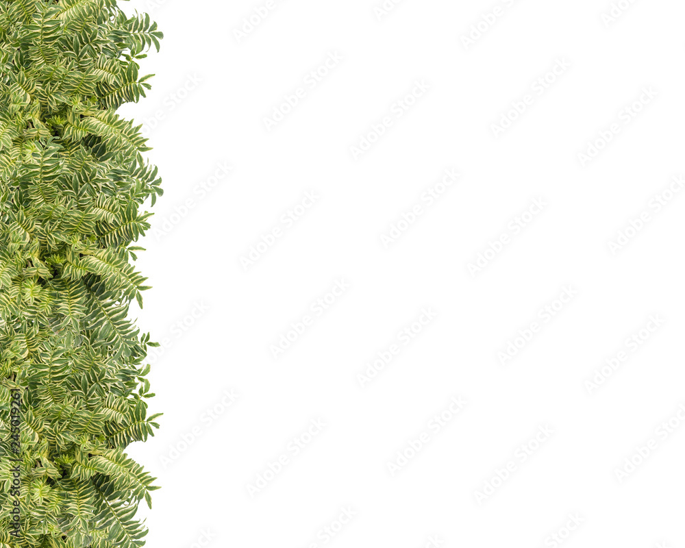 Row of Ferns with Copy Space on Right. Modern Botanical Fern Perfect Party Invitation Horizontal 