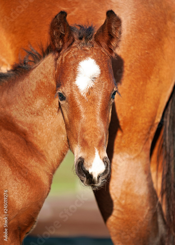 Chestnut Brown foal and it's mother © Megan Paine