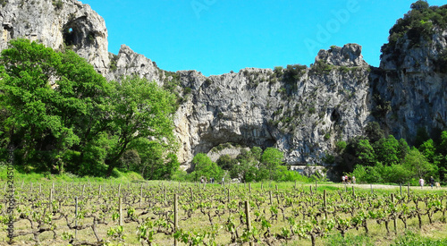 Vigne à Vallon Pont d'Arc dans le sud de l’Ardèche en France photo