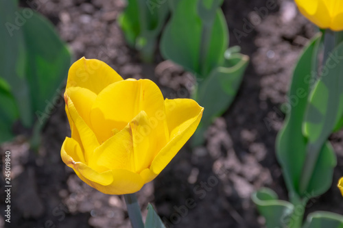 Single yellow tulip on a flower bed © Vera