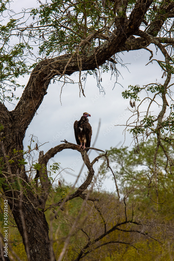 A Lappet-faced Vulture is sitting in a tree observing the scenery A Lappet-faced Vulture is sitting in a tree observing the scenery